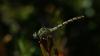 Onychogomphus forcipatus